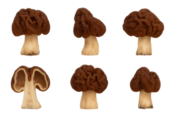 Six brown mushrooms with tan stems, two rows some show cross-section hollow interior