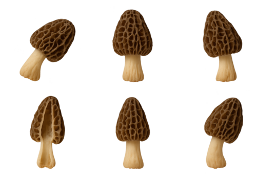 Six small brown morel mushrooms with hollow honeycomb caps on pale stems arranged transparent background