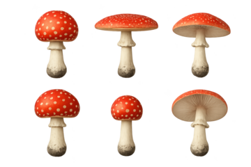 Six red-capped mushrooms with white spots and pale stems on transparent background ethnicity/gender not applicable