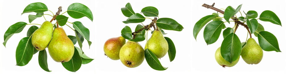 Pears growing on branches with green leaves, fresh organic fruit collage, isolated on white background