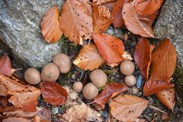 Lycoperdon umbrinum puffball mushrooms umber-brown saprotrophs macro forest flora mycelium nature autumn