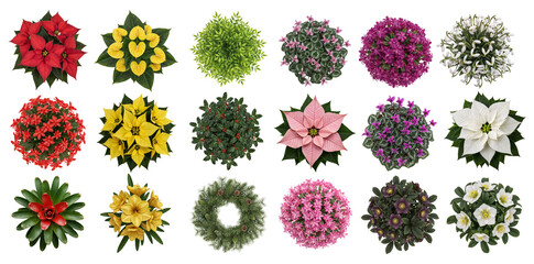 Christmas Plants and Flowers Flat Lay with Colorful Poinsettias and Winter Botanicals