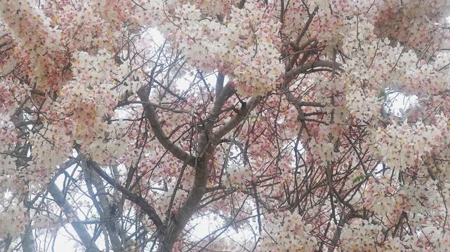 Beautiful Pink Shower Tree (Cassia bakeriana) Canopy Full of White and Pink Blooming Flowers, Peaceful Nature Spring Background Video