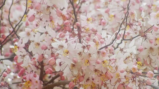 Beautiful Pink Shower Tree (Cassia bakeriana) Canopy Full of White and Pink Blooming Flowers, Peaceful Nature Spring Background Video