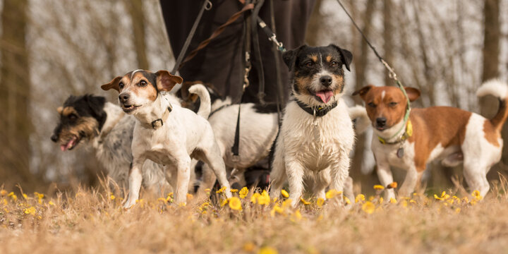 A pack Jack Russell Terrier. Dog sitter is walking with many dogs on a leash in the beautiful nature in the season spring