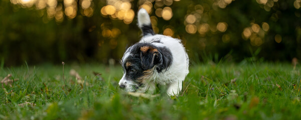 A Jack Russell Terrier puppy dog is searching a trail in autumn at sunrise - 9 weeks old © Karoline Thalhofer