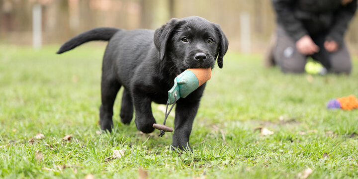 8 week old black Labrador puppy dog is playing with a dummy on a green meadow