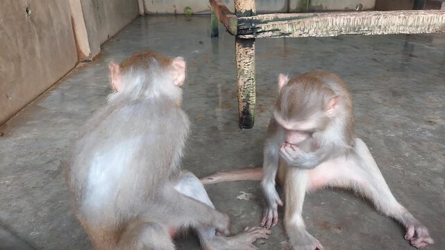 Cute Monkey Playing in Nature | Funny Animal Video in 4K UHD