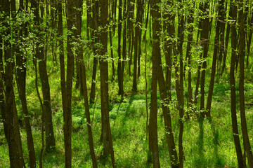 Fototapeta premium Young forest in spring in Drawa National Park, Poland