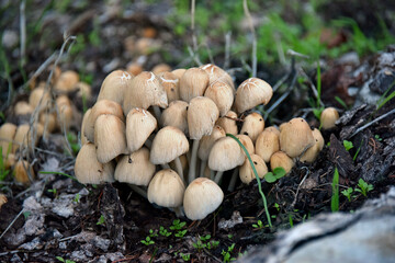 Ink cap mushrooms Coprinellus micaceus Psathyrellaceae family macro forest flora mycelium nature autumn