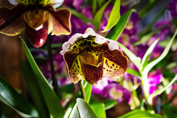 Close-up of Paphiopedilum orchid with yellow and brown spotted petals surrounded by green leaves in natural light.