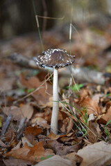 Inedible mushroom Ink cap resinous magpie Dark-colored cap with white flake-like scales Flora nature macro autumn