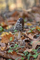 Inedible mushroom Ink cap resinous magpie Dark-colored cap with white flake-like scales Flora nature macro autumn