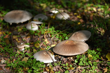 Edible mushrooms of the genus Agaricus champignon field forest macro forest flora mycelium nature autumn