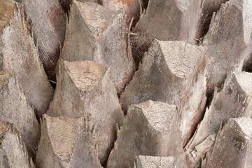 A palm tree trunk with stumps from cut old branches. Rough textured background.
