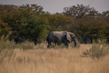 Obraz premium Elephant, etosha park, Namibia