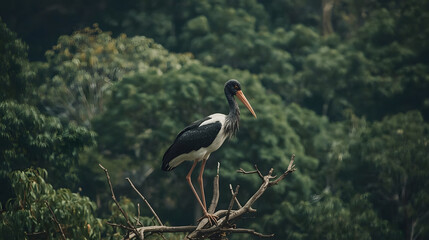 Majestic black-necked stork with orange beak perches on a weathered branch, observing its lush tropical forest domain. A striking photographic portrait of serene avian wildlife © Arif Budiman