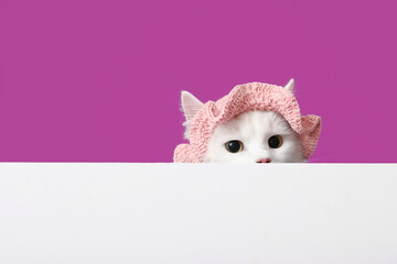 Cute white cat in funny pink hat with blank poster on purple background