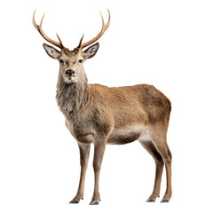 Obraz premium Enchanting Young Brown Deer Standing Majestically in Forest Clearing