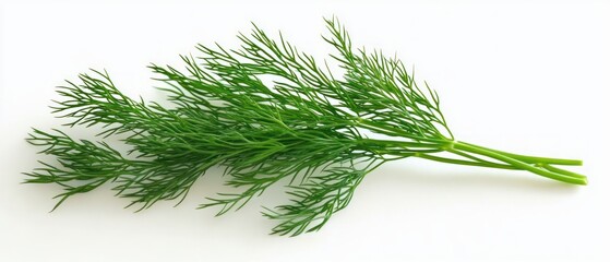 Fresh green dill herb sprigs isolated on white background with delicate feathery leaves and thin stems