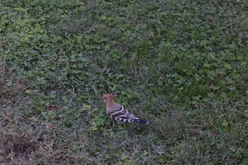 A colorful Eurasian hoopoe bird standing on green grass with a vibrant orange crest and black-and-white patterned wings, captured in natural daylight.