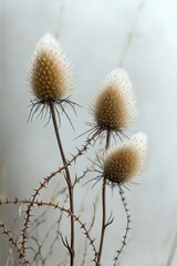 Obraz premium Three fuzzy, thistle-like dried flower heads with soft white tips on spiky brown stems against a blurred pale background evoking calmness and delicate natural beauty