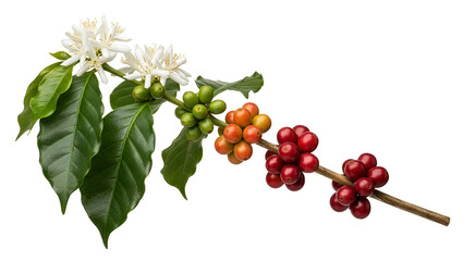 Coffee branch with flowers and ripe red coffee cherries isolated on transparent background