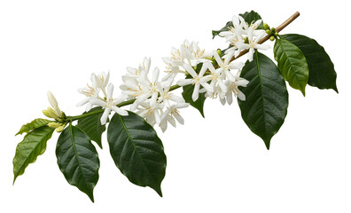 Coffee branch with white flowers and green leaves isolated on transparent background