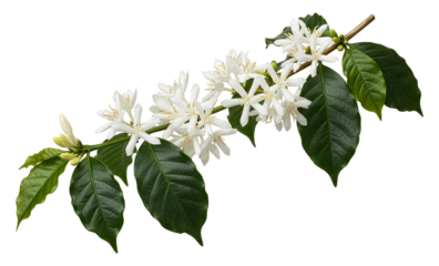 Coffee branch with white flowers and green leaves isolated on transparent background