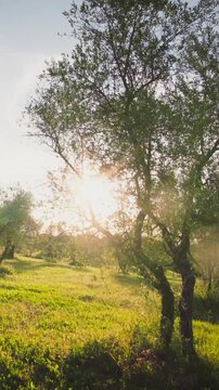 Olive tree garden in Tuscany, Italy