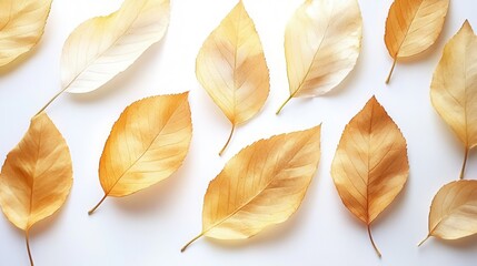 Fototapeta premium Golden autumn leaves on a white background with sunlight filtering through for a seasonal theme