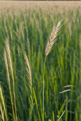 there is a tall stalk of grass that is in the middle of a field