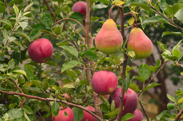 Pears and apples grafted onto the same tree