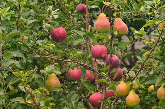 Two varieties of apples and two varieties of pears grafted onto one tree