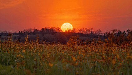 Obraz premium Full moon rising over a grassy field at sunset, showcasing seasonal change