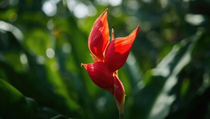 Close-up view of a vibrant red tropical flower in a garden, showcasing natural beauty and seasonal blooming