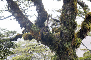 Mystical forest with moss covered tree branches in serene wilderness. New Zealand