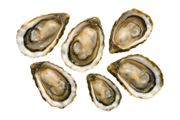 Raw Oyster Selection with Briny Meat Isolated on a Transparent Background