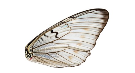 Butterfly Wing Close-up with Detailed White Veins