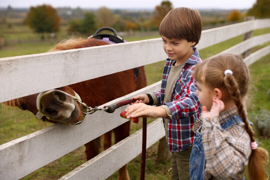 Equine assisted therapy. Cute children feeding apple to beautiful pony at paddock. Lovely domesticated pet