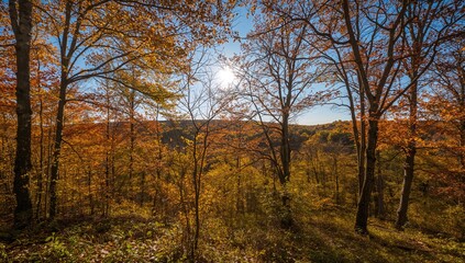 Fototapeta premium Autumn forest with colorful leaves and sunlight filtering through trees, seasonal change