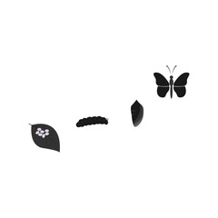 Butterfly life cycle in pastel tones: metamorphosis journey from caterpillar to butterfly