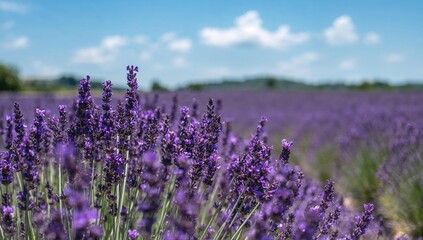 Close-up of vast lavender fields bathed in sunlight