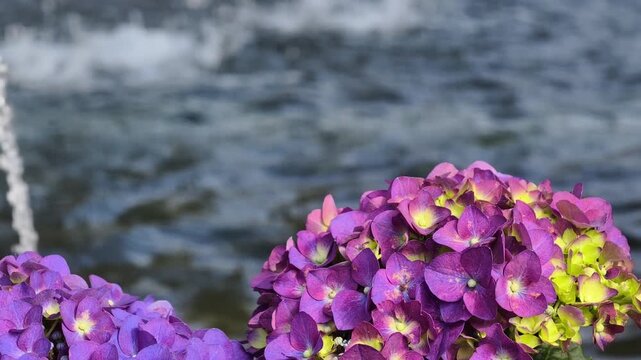 Close-up of lush purple and yellow hydrangeas in bloom, with a blurred, watery backdrop suggesting a natural setting.