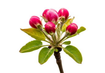 Vibrant pink flower buds on green stems isolated on transparent background