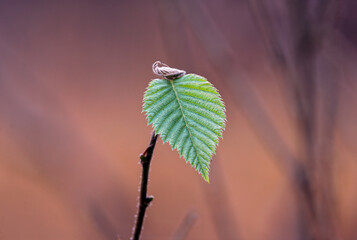 autumn leaves in the forest