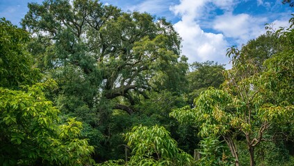 Lush Greenery in Bloom Outdoors, seasonal change