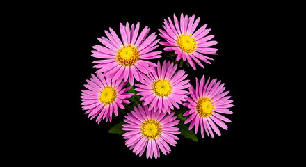 Mosaic Neon Aster Flower Daisy Like Purple Pink