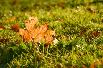 A single orange-brown autumn leaf lies on fresh green grass, illuminated by the warm evening sunlight