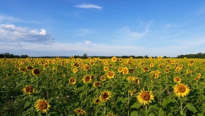 Fototapeta premium A Field Filled With Numerous Sunflowers